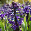 Thumbnail #5 of Hyacinthus orientalis by growin