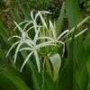 Thumbnail #2 of Crinum angustifolium by Floridian