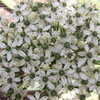 Thumbnail #2 of Allium nigrum by plutodrive