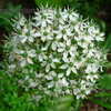 Thumbnail #3 of Allium nigrum by hortulaninobili