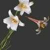Thumbnail #1 of Lilium formosanum var. pricei by Lophophora