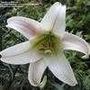 Thumbnail #3 of Lilium formosanum var. pricei by duliticola