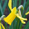 Thumbnail #2 of Narcissus  by Gardening_Jim