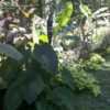 Thumbnail #3 of Colocasia esculenta by siege2055