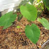 Thumbnail #2 of Colocasia esculenta by SavvyDaze