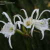 Thumbnail #4 of Hymenocallis festalis by leemiller38