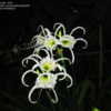 Thumbnail #3 of Hymenocallis festalis by jmorth