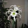 Thumbnail #2 of Hymenocallis festalis by jmorth