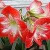 Thumbnail #1 of Hippeastrum  by shasta143