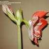 Thumbnail #4 of Hippeastrum  by Kaufmann