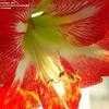 Thumbnail #5 of Hippeastrum  by Scorpioangel