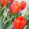 Thumbnail #3 of Tulipa  by absinthe27