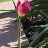 Thumbnail #4 of Tulipa pulchella var. violacea by artemiss