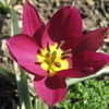 Thumbnail #3 of Tulipa pulchella var. violacea by DyanesGarden