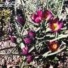 Thumbnail #1 of Tulipa pulchella var. violacea by Todd_Boland
