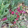 Thumbnail #5 of Tulipa pulchella var. violacea by marmiekali