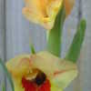 Thumbnail #3 of Gladiolus x hortulanus by jessmerritt