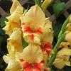 Thumbnail #1 of Gladiolus x hortulanus by ineedacupoftea