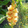 Thumbnail #4 of Gladiolus x hortulanus by jessmerritt