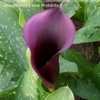 Thumbnail #5 of Zantedeschia  by lakesidecallas