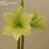 Thumbnail #3 of Hippeastrum  by kniphofia