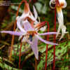 Thumbnail #2 of Erythronium dens-canis by Ancolie88