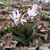 Thumbnail #5 of Erythronium dens-canis by altagardener