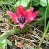 Thumbnail #5 of Tulipa  by plantaholic186