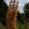 Thumbnail #2 of Eremurus bungei by haighr