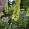 Thumbnail #1 of Eremurus bungei by hczone6