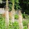 Thumbnail #5 of Eremurus bungei by KMAC