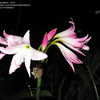 Thumbnail #2 of Crinum  by RandyRick