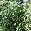Thumbnail #3 of Allium triquetrum by M_Bond