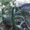 Thumbnail #2 of Allium triquetrum by kennedyh
