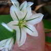 Thumbnail #5 of Allium triquetrum by plantaholic186