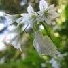 Thumbnail #4 of Allium triquetrum by joeysplanting