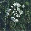 Thumbnail #5 of Allium neapolitanum by kennedyh