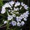 Thumbnail #3 of Allium neapolitanum by ladyrowan