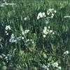 Thumbnail #4 of Allium neapolitanum by kennedyh