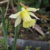 Thumbnail #2 of Narcissus  by dicentra63