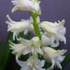 Thumbnail #2 of Hyacinthus orientalis by chrisw99