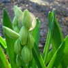 Thumbnail #3 of Hyacinthus orientalis by chrisw99