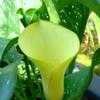 Thumbnail #5 of Zantedeschia  by wallaby1