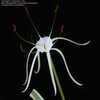 Thumbnail #4 of Hymenocallis littoralis by eliasastro