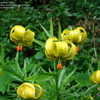 Thumbnail #3 of Lilium pyrenaicum by kniphofia