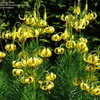 Thumbnail #4 of Lilium pyrenaicum by kniphofia