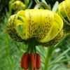 Thumbnail #5 of Lilium pyrenaicum by kniphofia