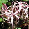 Thumbnail #4 of Crinum augustum by jmorth