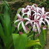 Thumbnail #5 of Crinum augustum by Lily_love