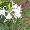 Thumbnail #2 of Hymenocallis narcissiflora by Birdlady_Susie